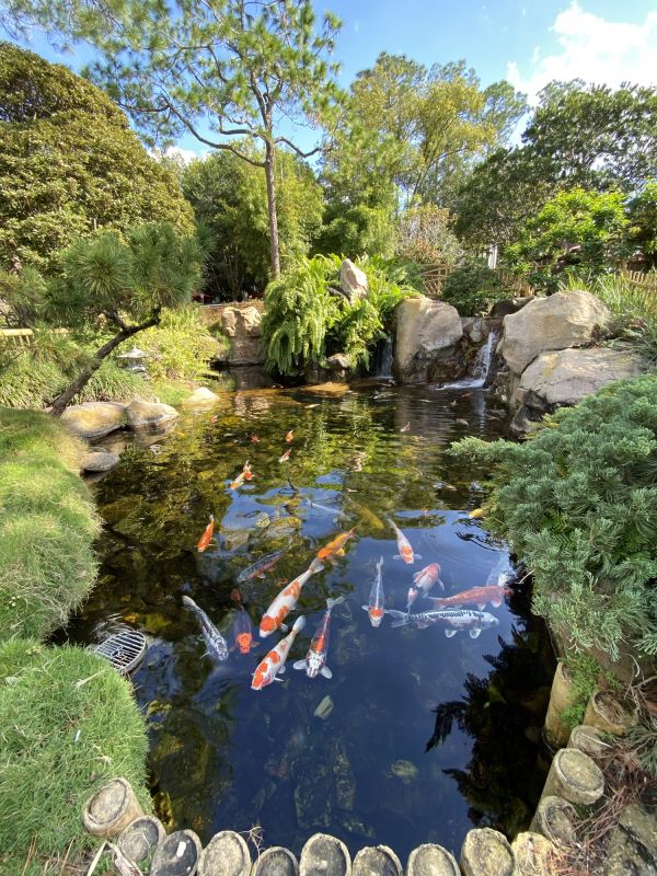 Koi Pond Installation in Honolulu, HI