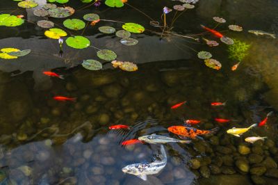 Pond Maintenance in Honolulu, HI