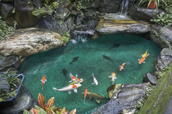 Koi Pond Installation Service